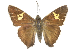  ( - CCDB-28950-G11)  @11 [ ] CreativeCommons - Attribution (2016) CBG Photography Group Centre for Biodiversity Genomics