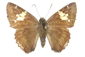  ( - CCDB-28950-G12_NGS)  @11 [ ] CreativeCommons - Attribution (2016) Jacopo DErcole Centre for Biodiversity Genomics