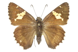  ( - CCDB-28950-H02)  @11 [ ] CreativeCommons - Attribution (2016) CBG Photography Group Centre for Biodiversity Genomics