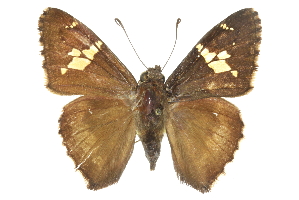  ( - CCDB-28950-H03)  @11 [ ] CreativeCommons - Attribution (2016) CBG Photography Group Centre for Biodiversity Genomics