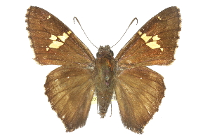 ( - CCDB-28950-H04)  @11 [ ] CreativeCommons - Attribution (2016) CBG Photography Group Centre for Biodiversity Genomics