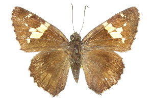  ( - CCDB-28950-H05)  @11 [ ] CreativeCommons - Attribution (2016) CBG Photography Group Centre for Biodiversity Genomics