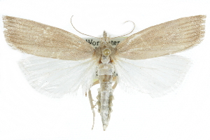  ( - CCDB-28951-F09)  @11 [ ] CreativeCommons - Attribution (2016) CBG Photography Group Centre for Biodiversity Genomics