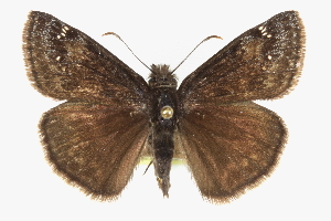  (Erynnis baptisiae - CCDB-28953-H02)  @15 [ ] CreativeCommons - Attribution (2016) CBG Photography Group Centre for Biodiversity Genomics
