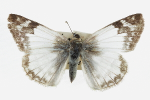 (Heliopetes laviana - CCDB-28954-A08)  @14 [ ] CreativeCommons - Attribution (2016) CBG Photography Group Centre for Biodiversity Genomics