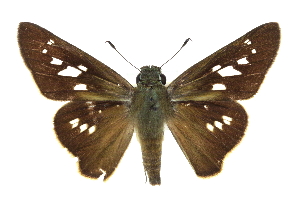  ( - CCDB-28954-G10_NGS)  @14 [ ] CreativeCommons - Attribution (2016) Jacopo DErcole Centre for Biodiversity Genomics