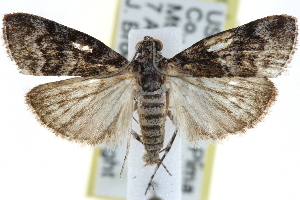  (Pococera fuscolotella - CCDB-28966-A12)  @14 [ ] CreativeCommons - Attribution (2016) CBG Photography Group Centre for Biodiversity Genomics