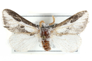  ( - CCDB-29000-A09)  @13 [ ] CreativeCommons - Attribution (2016) CBG Photography Group Centre for Biodiversity Genomics