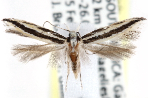  (Limnaecia audax - CCDB-29000-H02)  @14 [ ] CreativeCommons - Attribution (2016) CBG Photography Group Centre for Biodiversity Genomics