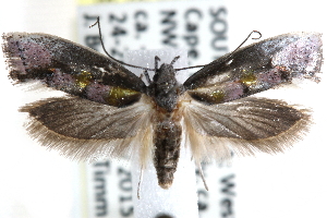  (Orygocera - CCDB-29000-H04)  @14 [ ] CreativeCommons - Attribution (2016) CBG Photography Group Centre for Biodiversity Genomics
