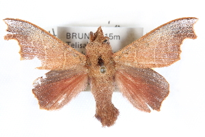  ( - CCDB-28560-B01)  @11 [ ] CreativeCommons - Attribution (2015) CBG Photography Group Centre for Biodiversity Genomics