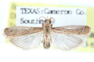  ( - CCDB-28560-D09)  @11 [ ] CreativeCommons - Attribution (2015) CBG Photography Group Centre for Biodiversity Genomics