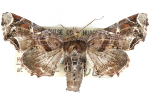  ( - CCDB-29060-B02)  @14 [ ] CreativeCommons - Attribution (2016) CBG Photography Group Centre for Biodiversity Genomics