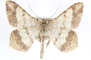  ( - CCDB-29061-E06)  @12 [ ] CreativeCommons - Attribution (2016) CBG Photography Group Centre for Biodiversity Genomics
