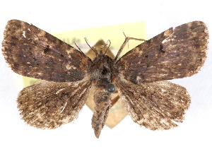  ( - CCDB-29481-E01)  @11 [ ] CreativeCommons - Attribution (2017) CBG Photography Group Centre for Biodiversity Genomics