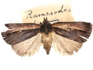 (Ramesodes divisa - CCDB-29481-H02)  @11 [ ] CreativeCommons - Attribution Non-Commercial Share-Alike (2017) CBG Photography Group Centre for Biodiversity Genomics