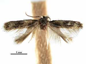  ( - CCDB-29482-B10)  @11 [ ] CreativeCommons - Attribution (2017) CBG Photography Group Centre for Biodiversity Genomics