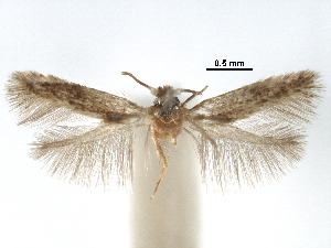  ( - CCDB-29482-G11)  @11 [ ] CreativeCommons - Attribution (2017) CBG Photography Group Centre for Biodiversity Genomics