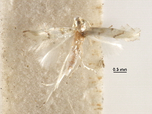  ( - CCDB-29485-H08)  @11 [ ] CreativeCommons - Attribution (2017) CBG Photography Group Centre for Biodiversity Genomics