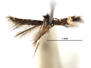  ( - CCDB-29486-B08)  @11 [ ] CreativeCommons - Attribution (2017) CBG Photography Group Centre for Biodiversity Genomics