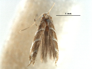  (Phyllonorycter obliquifascia - CCDB-29486-C12)  @11 [ ] CreativeCommons - Attribution Non-Commercial Share-Alike (2017) CBG Photography Group Centre for Biodiversity Genomics