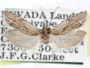  (Eucosma migratana - CCDB-29487-C10)  @11 [ ] CreativeCommons - Attribution (2017) CBG Photography Group Centre for Biodiversity Genomics