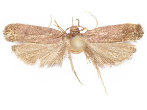  ( - CCDB-29461-H05)  @11 [ ] CreativeCommons - Attribution (2017) CBG Photography Group Centre for Biodiversity Genomics