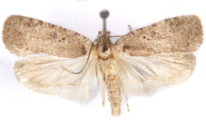  (Agonopterix clarkei - CCDB-29463-A05)  @11 [ ] CreativeCommons - Attribution Non-Commercial Share-Alike (2017) CBG Photography Group Centre for Biodiversity Genomics