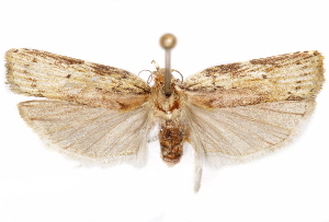  (Mothonica fluminata - CCDB-29470-B11)  @11 [ ] CreativeCommons - Attribution (2017) CBG Photography Group Centre for Biodiversity Genomics