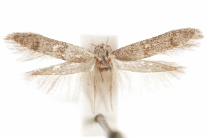  (Blastobasis sp. 17 - CCDB-29478-F08)  @11 [ ] CreativeCommons - Attribution Non-Commercial Share-Alike (2018) CBG Photography Group Centre for Biodiversity Genomics