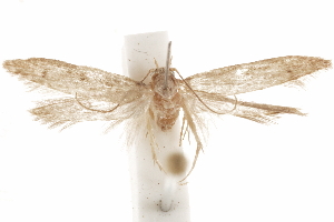  (Hypatopa phoebe - CCDB-29479-A12)  @11 [ ] CreativeCommons - Attribution (2018) CBG Photography Group Centre for Biodiversity Genomics