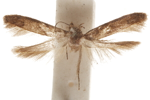  (Hypatopa solea - CCDB-29479-C02)  @11 [ ] CreativeCommons - Attribution (2018) CBG Photography Group Centre for Biodiversity Genomics