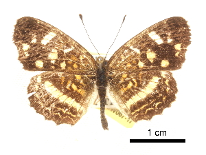  ( - CCDB-30813-F07)  @13 [ ] CreativeCommons - Attribution (2017) Jacopo Dercole Centre for Biodiversity Genomics