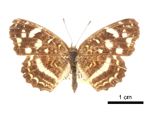  ( - CCDB-30813-F08)  @13 [ ] CreativeCommons - Attribution (2017) Jacopo Dercole Centre for Biodiversity Genomics