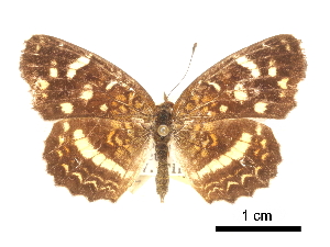  ( - CCDB-30813-F09)  @13 [ ] CreativeCommons - Attribution (2017) Jacopo Dercole Centre for Biodiversity Genomics