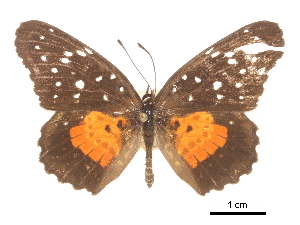  ( - CCDB-30813-H08)  @11 [ ] CreativeCommons - Attribution (2017) Jacopo Dercole Centre for Biodiversity Genomics