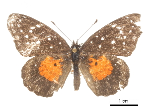  ( - CCDB-30813-H09)  @11 [ ] CreativeCommons - Attribution (2017) Jacopo Dercole Centre for Biodiversity Genomics