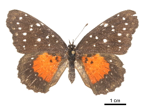  ( - CCDB-30813-H10)  @11 [ ] CreativeCommons - Attribution (2017) Jacopo Dercole Centre for Biodiversity Genomics