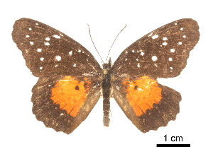  ( - CCDB-30813-H11)  @11 [ ] CreativeCommons - Attribution (2017) Jacopo Dercole Centre for Biodiversity Genomics