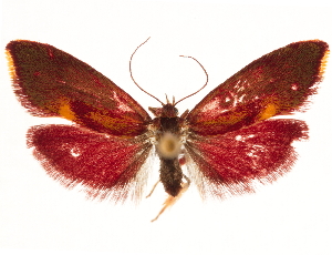 (Pachyphoenix phoenissa - CCDB-31103-F03)  @11 [ ] CreativeCommons - Attribution Non-Commercial Share-Alike (2018) CBG Photography Group Centre for Biodiversity Genomics