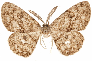  ( - CCDB-31543-E05)  @11 [ ] CreativeCommons - Attribution (2018) CBG Photography Group Centre for Biodiversity Genomics