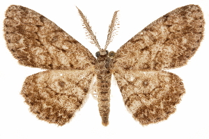  ( - CCDB-31543-E06)  @11 [ ] CreativeCommons - Attribution (2018) CBG Photography Group Centre for Biodiversity Genomics