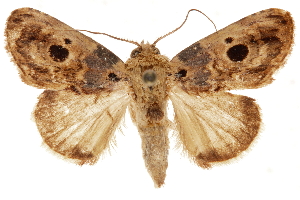  ( - CCDB-31543-G12)  @11 [ ] CreativeCommons - Attribution (2018) CBG Photography Group Centre for Biodiversity Genomics