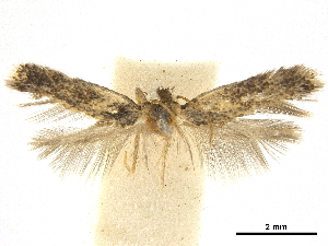  (Ectoedemia heinrichi - CCDB-30455-E04)  @11 [ ] CreativeCommons - Attribution (2018) CBG Photography Group Centre for Biodiversity Genomics