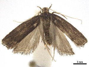  ( - CCDB-30456-E02)  @11 [ ] CreativeCommons - Attribution (2018) CBG Photography Group Centre for Biodiversity Genomics