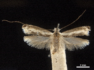  (Agriothera elaeocarpophaga - CCDB-30457-A10)  @11 [ ] CreativeCommons - Attribution (2019) CBG Photography Group Centre for Biodiversity Genomics