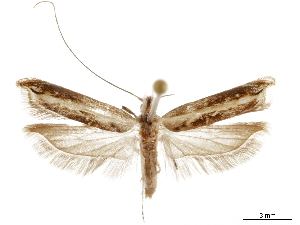  (Agriothera - CCDB-30457-A12)  @11 [ ] CreativeCommons - Attribution (2019) CBG Photography Group Centre for Biodiversity Genomics