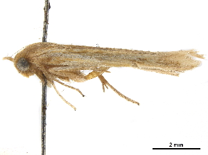  ( - CCDB-30457-H10)  @11 [ ] CreativeCommons - Attribution (2019) CBG Photography Group Centre for Biodiversity Genomics