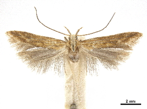  ( - CCDB-30457-H11)  @11 [ ] CreativeCommons - Attribution (2019) CBG Photography Group Centre for Biodiversity Genomics