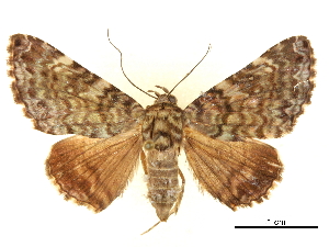  ( - CCDB-30821-G03)  @11 [ ] CreativeCommons - Attribution (2018) CBG Photography Group Centre for Biodiversity Genomics